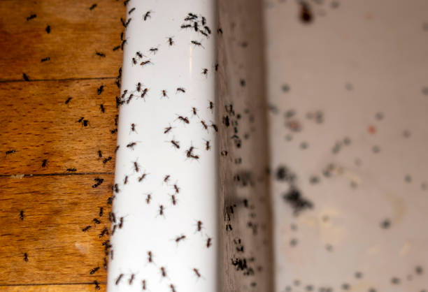 Best Termite Control Services  in Springville, AL